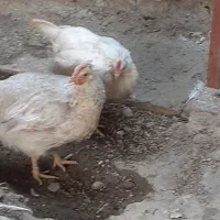 پردیس