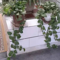 تعدادی گل|گل و گیاه طبیعی|مبارکه, |دیوار
