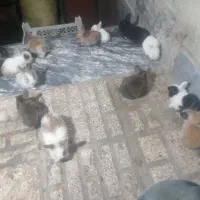 خرگوش|موش و خرگوش|مشهد, طبرسی شمالی|دیوار