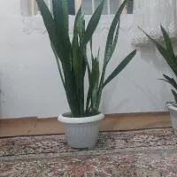 گل سانسوریا|گل و گیاه طبیعی|الوند, |دیوار