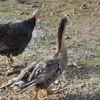 قوقاز نر|حیوانات مزرعه|باروق, |دیوار