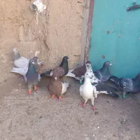 رنگی پلاکی|پرنده|آباده, |دیوار