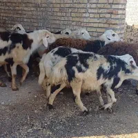 میش کله سفیدپلنگی|حیوانات مزرعه|زاوه, |دیوار