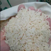 فروش برنج چنین دانه هاشمی