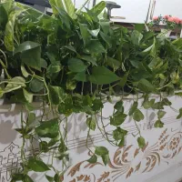 پتوس خیلی پر و آویز فقط ۳۸۰