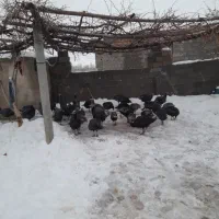 حیوانات خانگی