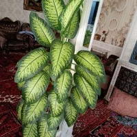 گل وگیاه|گل و گیاه طبیعی|ممقان, |دیوار