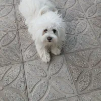 سگ ماده شناسنامه دار قیمت ۵تومن