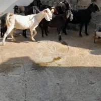 سلام فروش هفت عددبز|حیوانات مزرعه|دالاهو, |دیوار