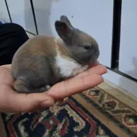 بچه خرگوش|موش و خرگوش|اهواز, زیتون کارگری|دیوار