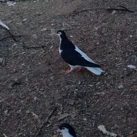 یک جفت چپ سیاه شق|پرنده|سبزوار, قصبه شرقی|دیوار