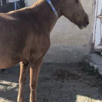 اسب و یخته ۶سال