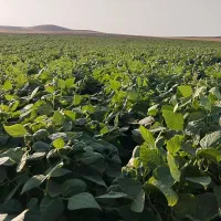 لوبیا چیتی تازه و یکدست برداشت یک هفته پیش (ا مهر)|خوردنی و آشامیدنی|همدان, |دیوار