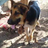سگ ژرمن