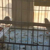 یک جفت فنج مولد با جوجه|پرنده|رباطکریم, وهن آباد|دیوار