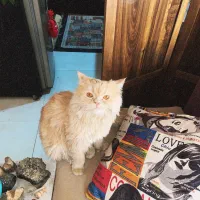 گربه گمشده|گربه|شاهینشهر, گزبرخوار|دیوار