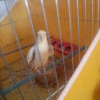 عروس هلندی