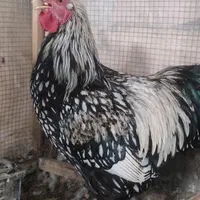 مرغ و خروس تزیینی/ زینتی