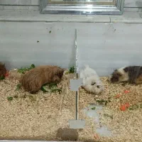 خوکچه هندی|موش و خرگوش|مشهد, حسین‌آباد|دیوار