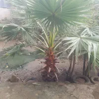 نخل زینتی پالم بادبزنی۲.۵ متری|گل و گیاه طبیعی|سیاهکل, |دیوار