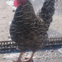 خروس