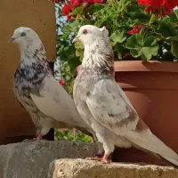 کفترهای پرشی آسمون خراش|پرنده|مشکین‌دشت, |دیوار