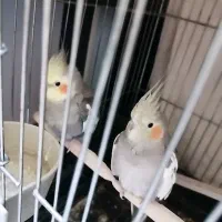 عروس هلندی نر و ماده
