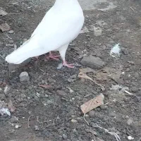 کبوتر ماده سالم بدونه هیچ مریض|پرنده|خلخال, |دیوار