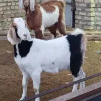 بز جمل زادوقلوزا پاکستانی / با بزغاله/ بره پروار /