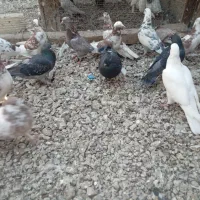 کفتر|پرنده|بندرعباس, |دیوار