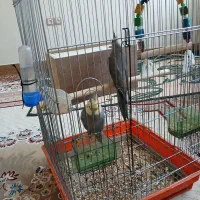 عروس هلندی سخنگو