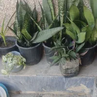 گل های شاداب و سرحال|گل و گیاه طبیعی|چابهار, |دیوار