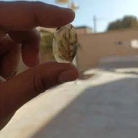 نگین شجر|کلکسیون اشیاء عتیقه|رفسنجان, |دیوار