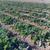 فروش چغندر قند شیرین