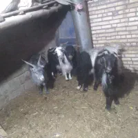 بز و گوسفند|حیوانات مزرعه|لالی, |دیوار