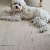 گمشده
