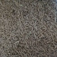 جو بهاره دیم