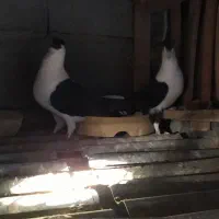 کبوتر رنگ|پرنده|سراوان, |دیوار