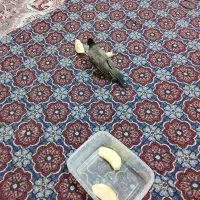 واگذاری.پرنده|پرنده|شوشتر, |دیوار