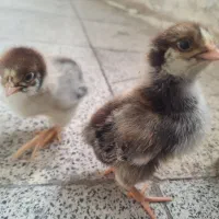 جوجه بومی
