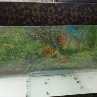 آکواریوم 110*20|ماهی|قم, نخودی|دیوار