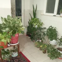 فروش تک یا عمده|گل و گیاه طبیعی|گلپایگان, |دیوار