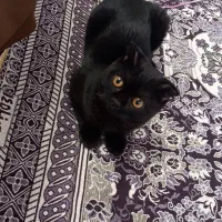 گربه اسکاتیش خالص بلک