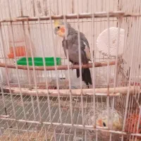 ۲عروس هلندی با قفس