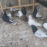 تعدادی کبوتر نرو ماده