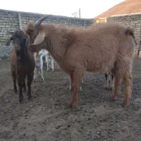 بزغاله برای کشتار