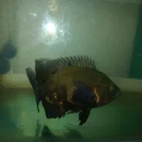 آکواریوم بزرگ و ماهی اسکار بزرگ|ماهی|گرگان, |دیوار