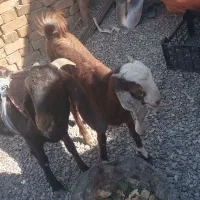 فروش بز|حیوانات مزرعه|خاش, |دیوار