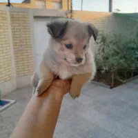 چهار عدد توله  پامر و اشپیتز