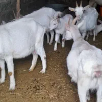 بزسانن|حیوانات مزرعه|زیویه, |دیوار